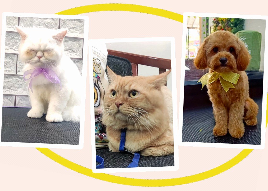 Dogs and cats groomed at Woof Magic Spa